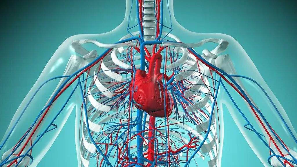 Frutas Para Limpiar Las Arterias Y Venas De Forma Natural